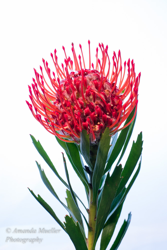 Pincushion Flower Shoot