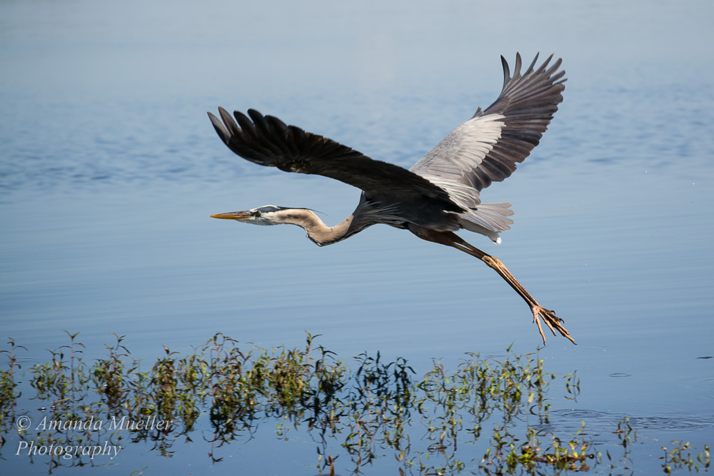 Myakka River State Park