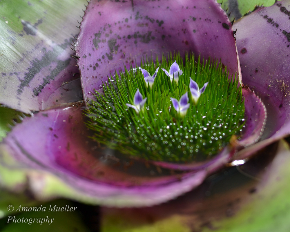 Selby Gardens Photo Exhibition