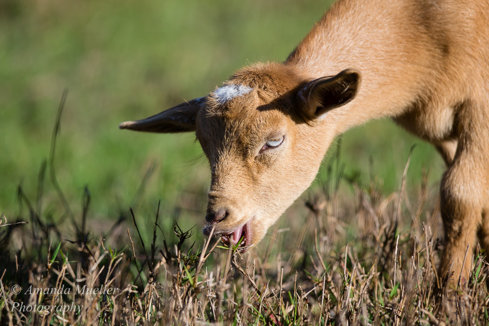 A New Baby Goat