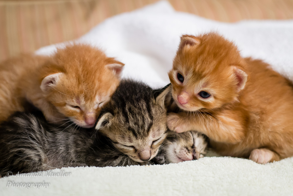 Kittens and a Dog