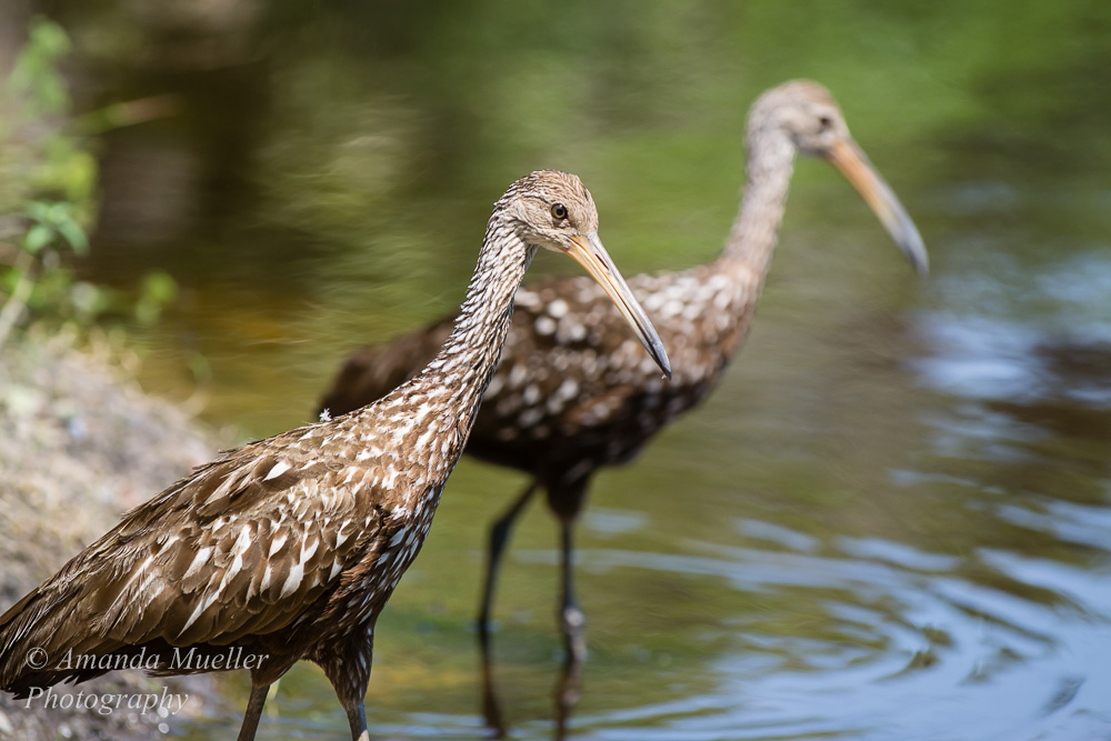 Myakka River SP May 2014