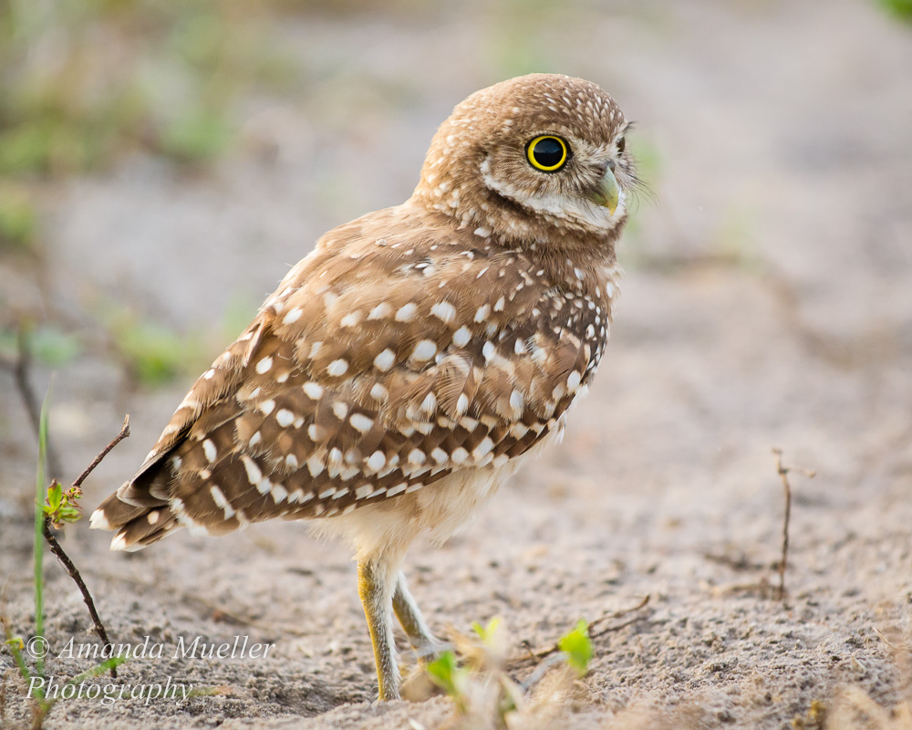 Cape Coral Burrowing Owls