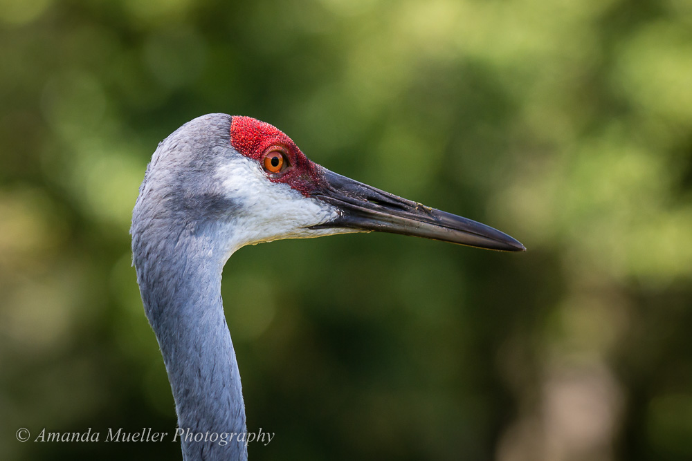 Sandhill Cranes