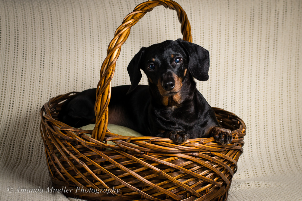 Zeke – Pet Photography