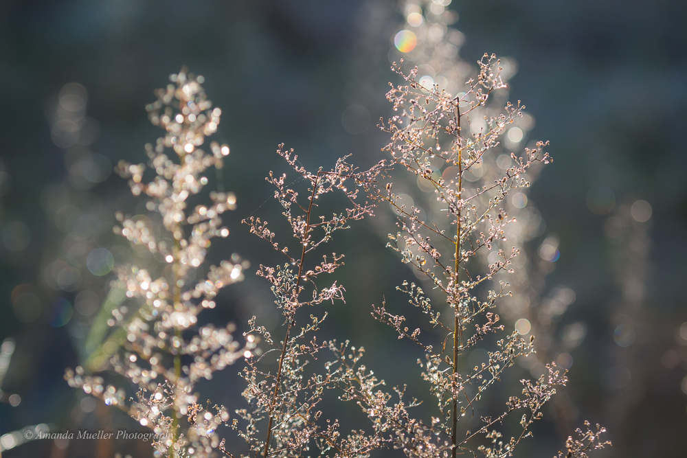 Winter Light