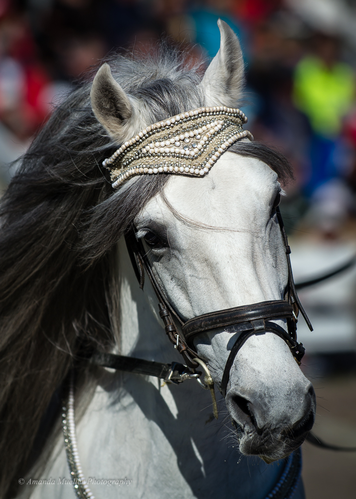 Herrmanns’ Royal Lipizzan Stallions