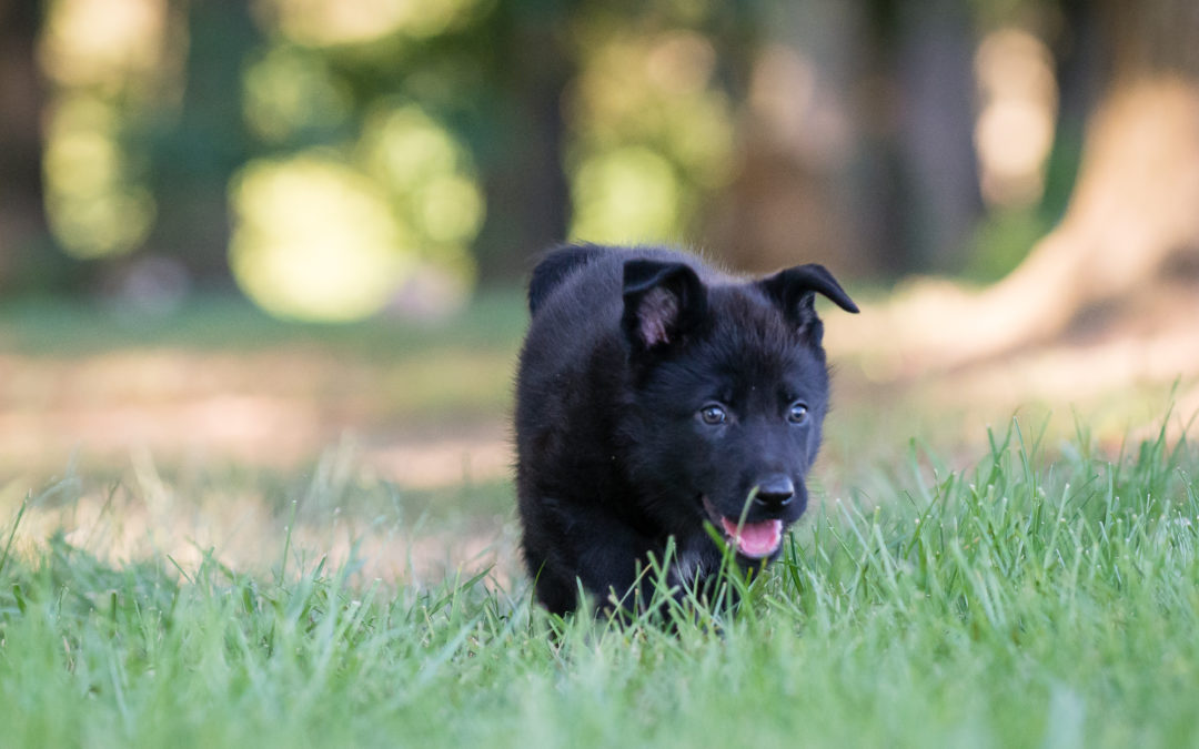 Puppy Photography